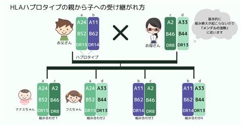 HLA遺伝子なんて本当にあるんですか？恋愛遺伝子として、相性。